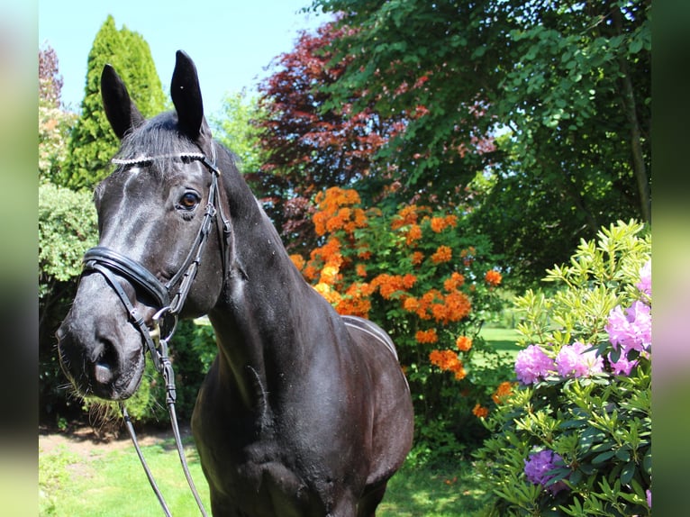 Westfaliano Caballo castrado 16 años 168 cm Morcillo in Datteln