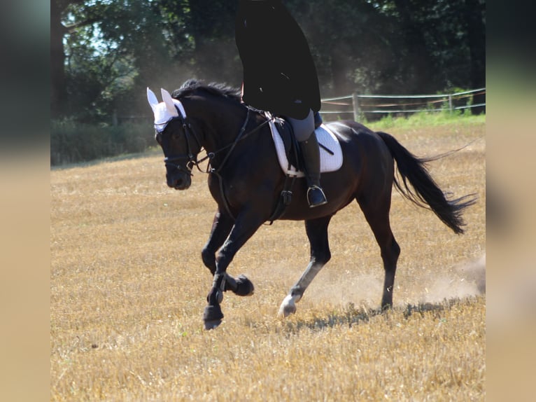 Westfaliano Caballo castrado 16 años 168 cm Morcillo in Datteln