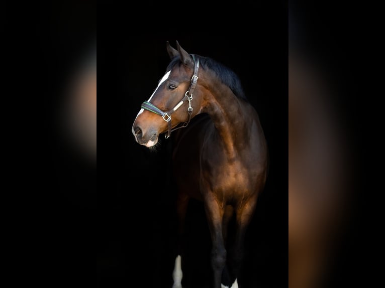 Westfaliano Caballo castrado 16 años 170 cm Castaño oscuro in Wermelskirchen