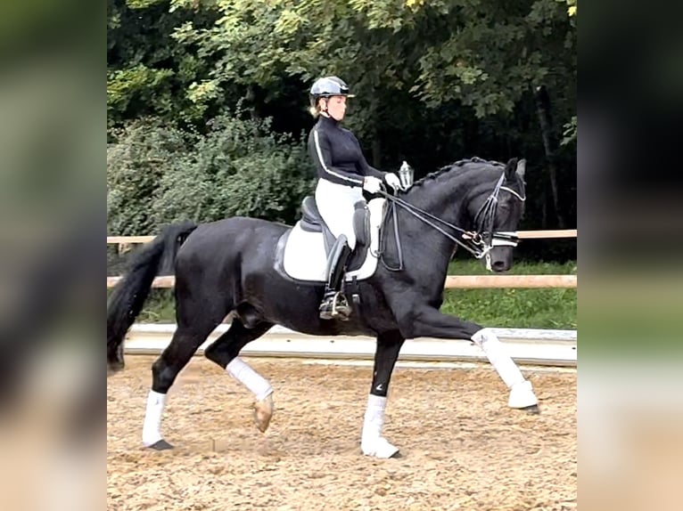 Westfaliano Caballo castrado 16 años 170 cm Negro in Wehringen