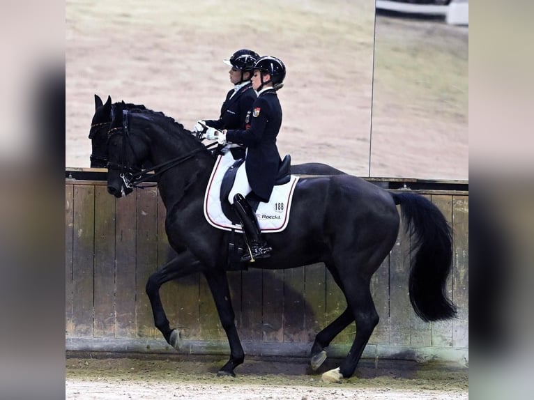 Westfaliano Caballo castrado 16 años 170 cm Negro in Wehringen