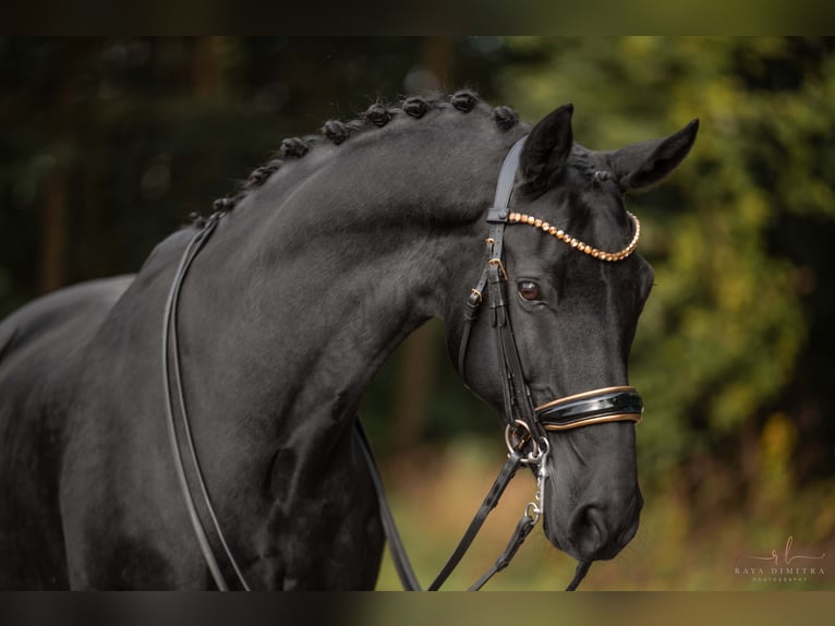 Westfaliano Caballo castrado 16 años 170 cm Negro in Wehringen