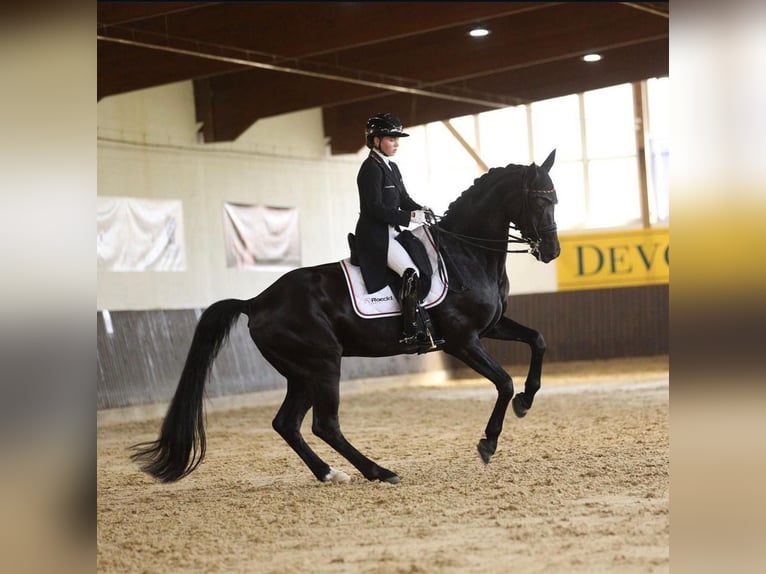 Westfaliano Caballo castrado 16 años 170 cm Negro in Wehringen