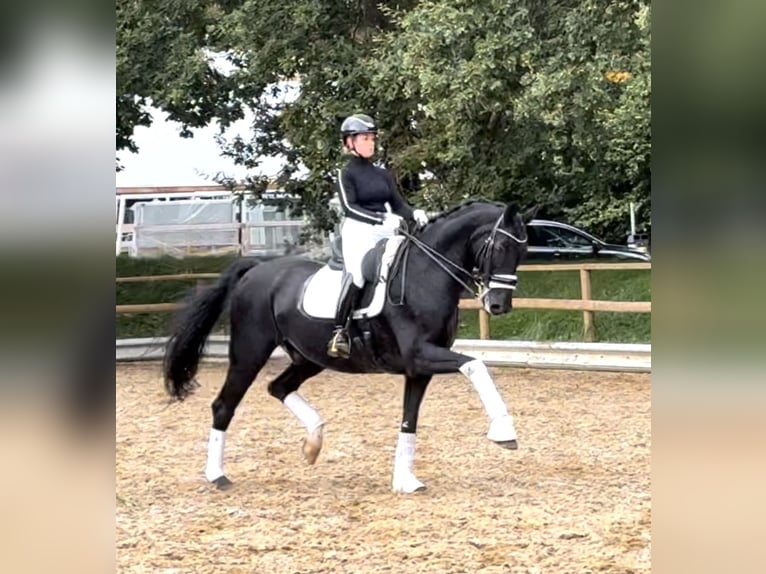 Westfaliano Caballo castrado 16 años 170 cm Negro in Wehringen