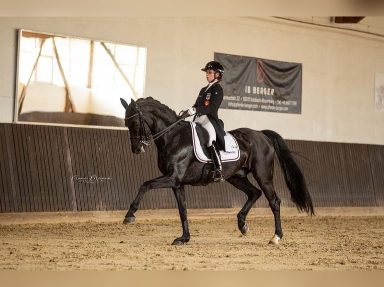 Westfaliano Caballo castrado 16 años 170 cm Negro in Wehringen