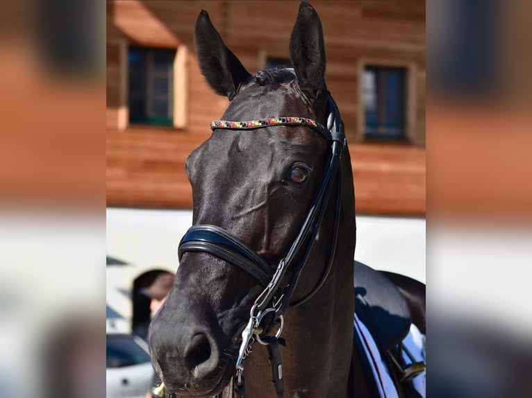 Westfaliano Caballo castrado 16 años 170 cm Negro in Nürnberg