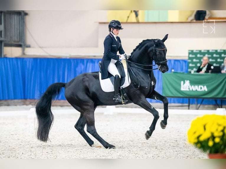 Westfaliano Caballo castrado 16 años 170 cm Negro in Nürnberg