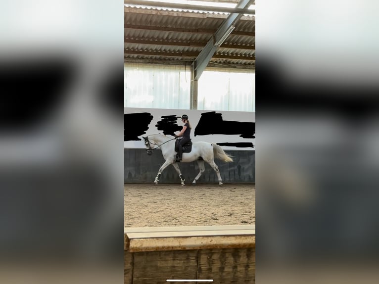 Westfaliano Caballo castrado 16 años 170 cm Tordo in Uedem