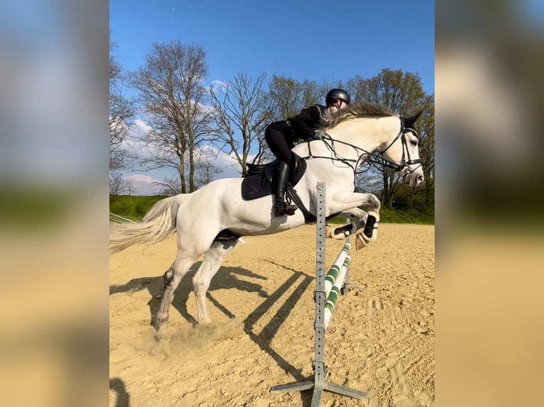 Westfaliano Caballo castrado 16 años 170 cm Tordo in Uedem