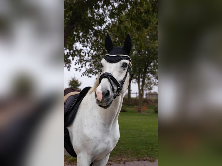 Westfaliano Caballo castrado 16 años 170 cm Tordo in Uedem