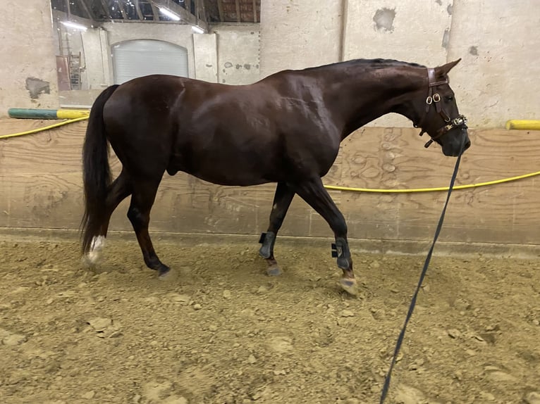 Westfaliano Caballo castrado 16 años 172 cm Alazán-tostado in Goch