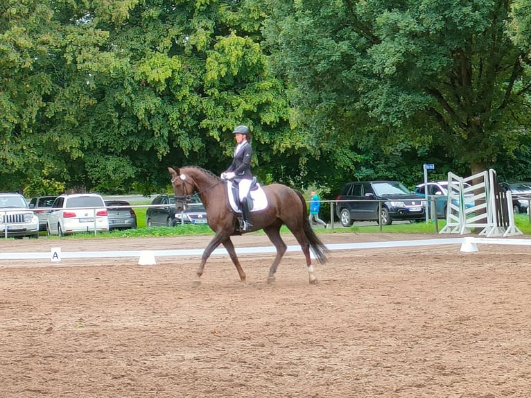 Westfaliano Caballo castrado 16 años 172 cm Alazán-tostado in Goch