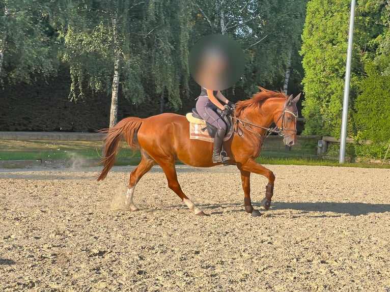 Westfaliano Caballo castrado 16 años 174 cm Alazán in Bonn