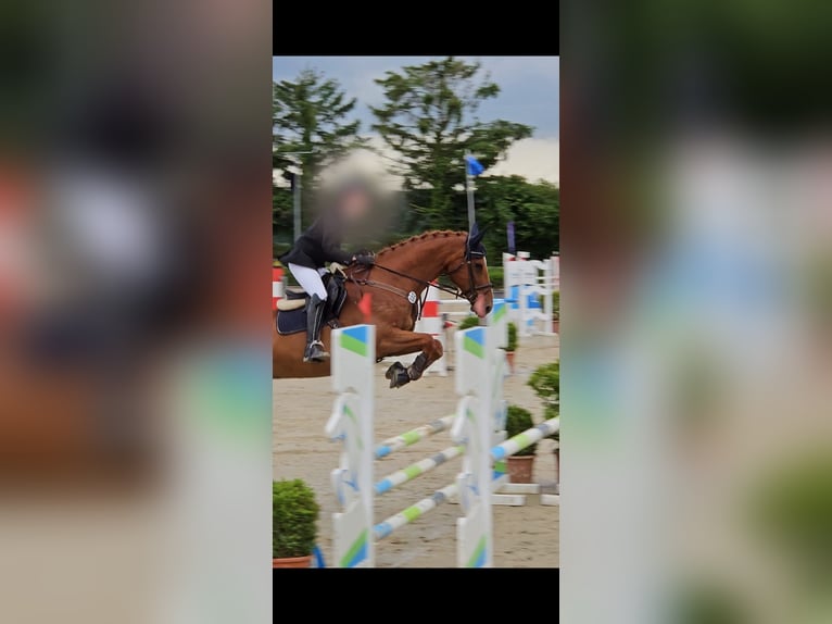 Westfaliano Caballo castrado 16 años 174 cm Alazán in Bonn