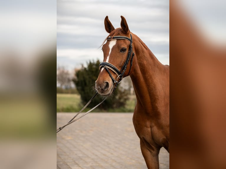 Westfaliano Caballo castrado 16 años 174 cm Alazán in Bonn