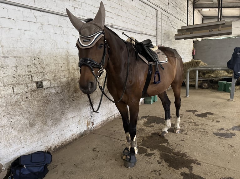 Westfaliano Caballo castrado 16 años 178 cm Castaño oscuro in Velbert