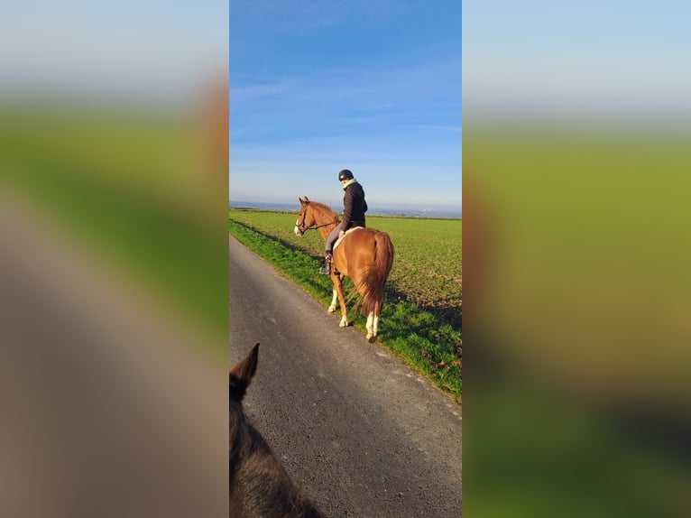 Westfaliano Caballo castrado 16 años  in Werl