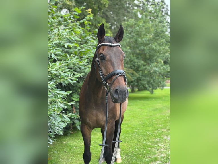 Westfaliano Caballo castrado 16 años Castaño oscuro in Holzminden