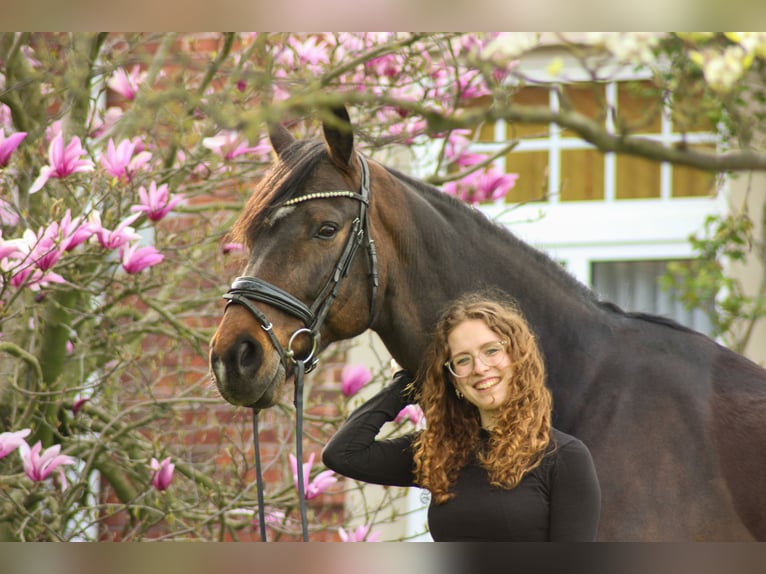 Westfaliano Caballo castrado 17 años 165 cm Castaño oscuro in Werlte