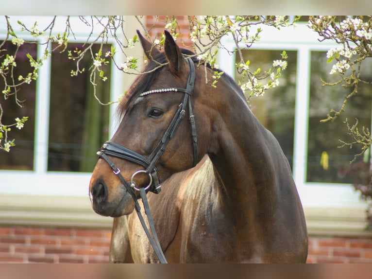 Westfaliano Caballo castrado 17 años 165 cm Castaño oscuro in Werlte