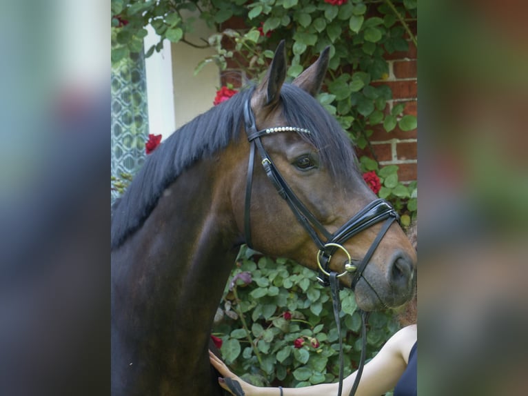 Westfaliano Caballo castrado 17 años 165 cm Castaño oscuro in Werlte