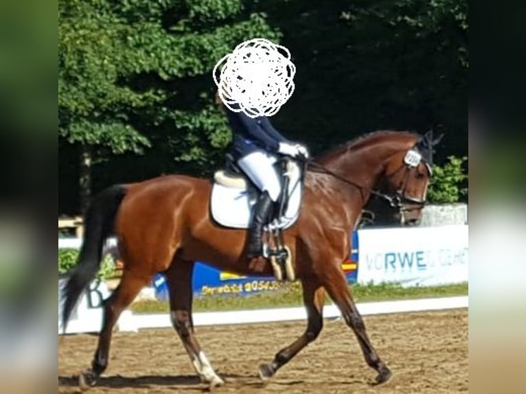 Westfaliano Caballo castrado 17 años 168 cm Castaño in Westerkappeln