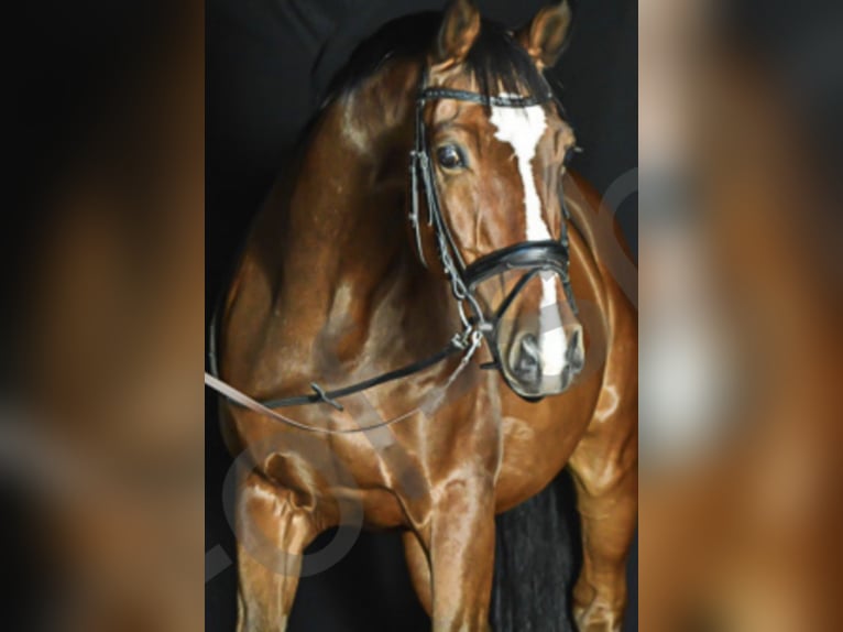 Westfaliano Caballo castrado 17 años 168 cm Castaño in Westerkappeln