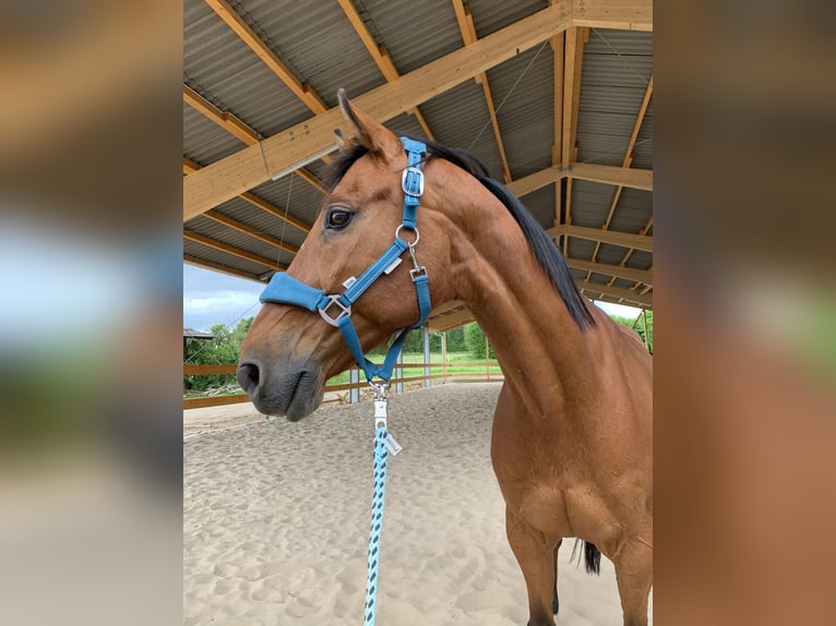 Westfaliano Caballo castrado 17 años 168 cm Castaño in Duderstadt