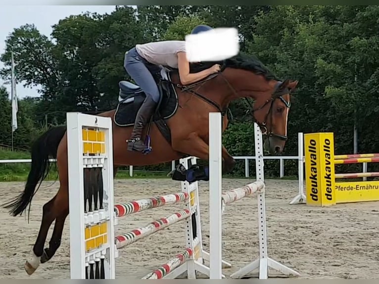 Westfaliano Caballo castrado 17 años 168 cm Castaño in Duderstadt