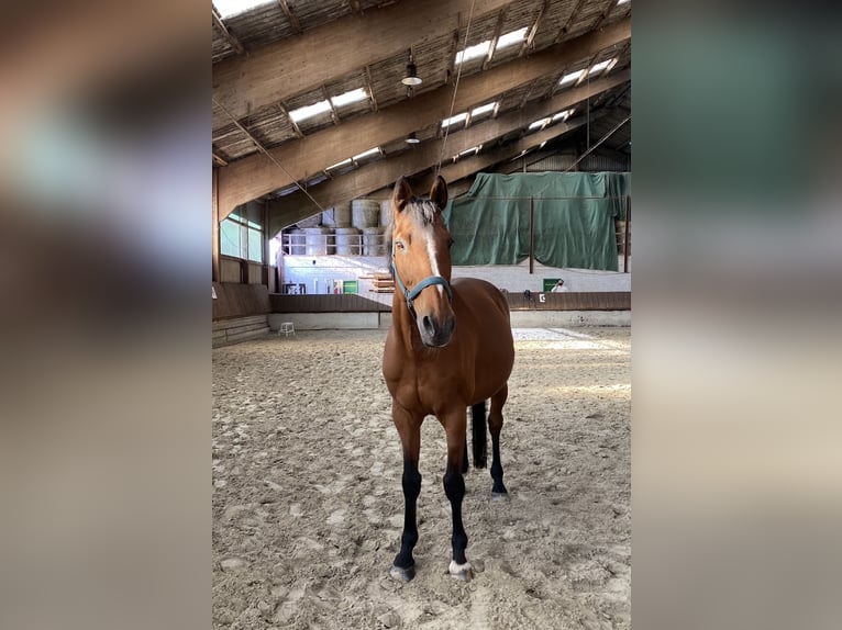 Westfaliano Caballo castrado 17 años 168 cm Castaño in Duderstadt
