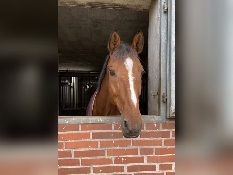 Westfaliano Caballo castrado 17 años 168 cm Castaño in Duderstadt