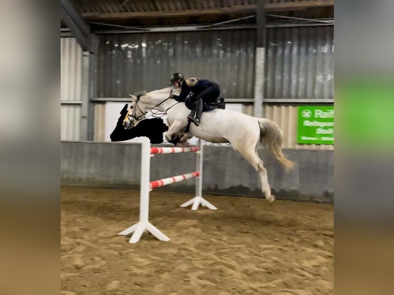 Westfaliano Caballo castrado 17 años 170 cm Tordo in Uedem