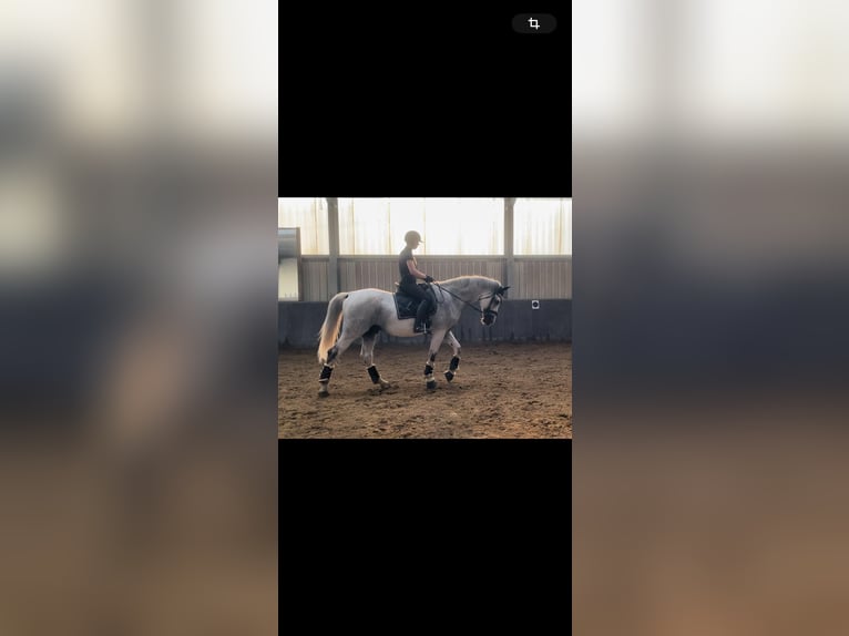 Westfaliano Caballo castrado 17 años 170 cm Tordo in Uedem