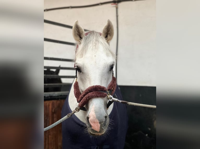 Westfaliano Caballo castrado 17 años 170 cm Tordo in Uedem
