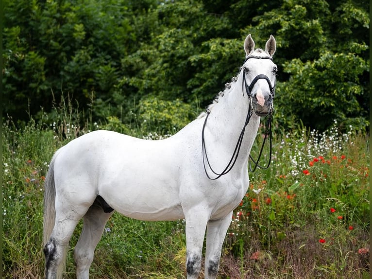 Westfaliano Caballo castrado 17 años 170 cm Tordo in Uedem