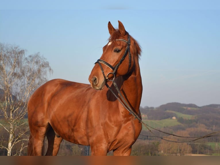 Westfaliano Caballo castrado 17 años 174 cm Alazán in Vlotho