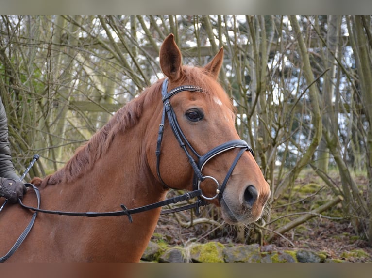 Westfaliano Caballo castrado 17 años 174 cm Alazán in Vlotho