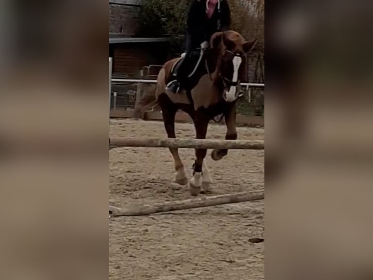 Westfaliano Caballo castrado 17 años 174 cm Alazán in Kassel