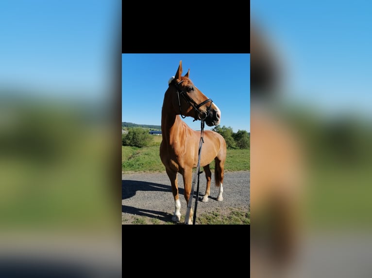 Westfaliano Caballo castrado 17 años 174 cm Alazán in Kassel