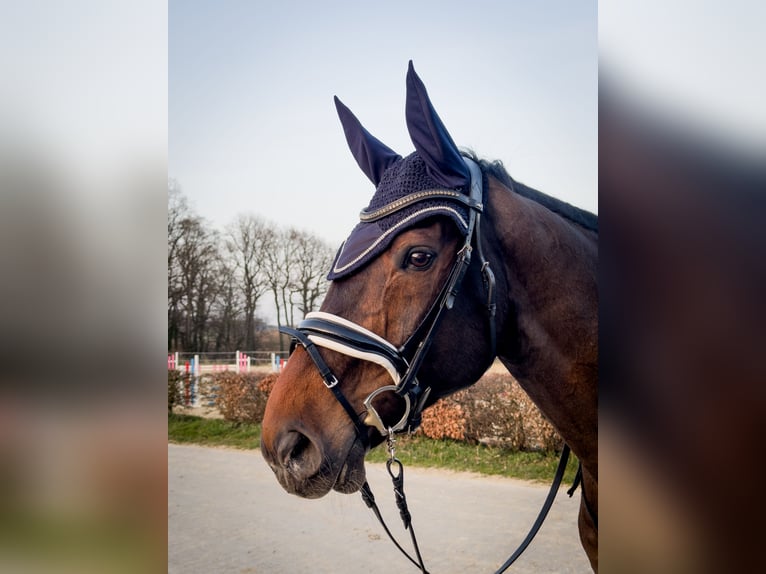 Westfaliano Caballo castrado 17 años 177 cm Castaño oscuro in Wuppertal