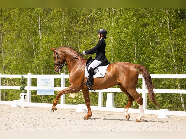 Westfaliano Caballo castrado 17 años 180 cm Alazán-tostado in Luxembourg