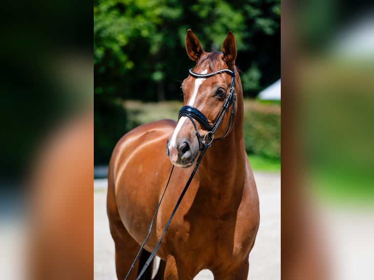 Westfaliano Caballo castrado 17 años 180 cm Alazán-tostado in Luxembourg