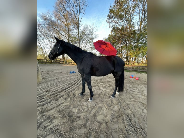 Westfaliano Caballo castrado 17 años 183 cm Castaño oscuro in Butjadingen