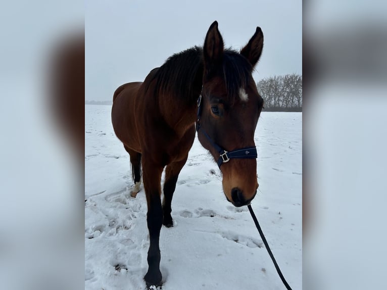Westfaliano Mestizo Caballo castrado 17 años 185 cm Castaño in Könnern
