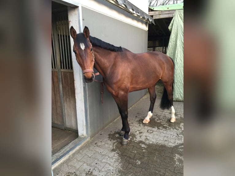 Westfaliano Caballo castrado 18 años 168 cm Castaño in Nürtingen