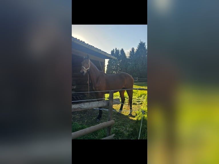 Westfaliano Caballo castrado 18 años 169 cm Castaño in Minden