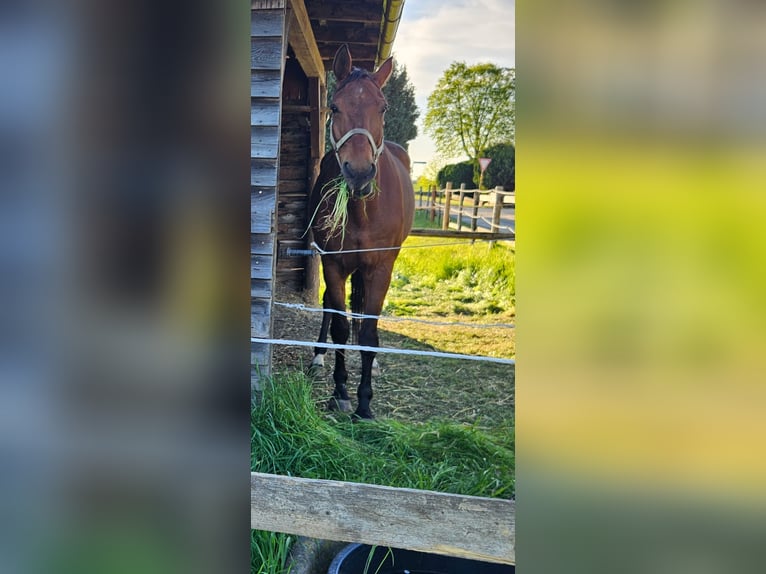 Westfaliano Caballo castrado 18 años 169 cm Castaño in Minden