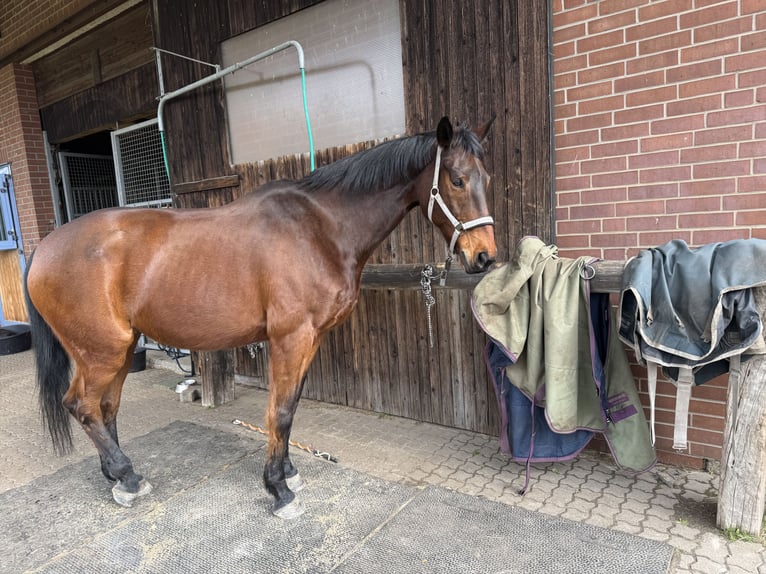 Westfaliano Caballo castrado 18 años 172 cm Castaño in Burgwedel