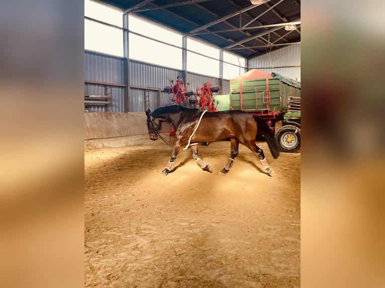 Westfaliano Caballo castrado 18 años 172 cm Castaño in Bottrop