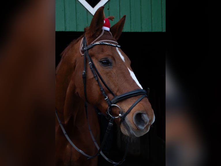 Westfaliano Caballo castrado 18 años 178 cm Alazán in Tecklenburg